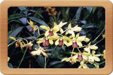 �t���[��